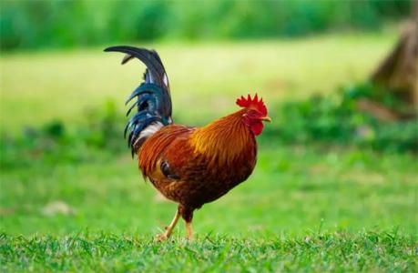 属鸡的今年多大运势（2025年4月属鸡的运势好不好 四月酉鸡运程趋势解说）